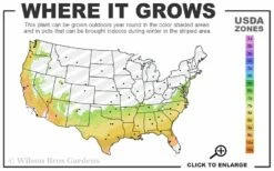 Delta Moonlight Crape Myrtle - 2 Gallon Pot -Garden Supplies Sales 2024 7a 9b 72