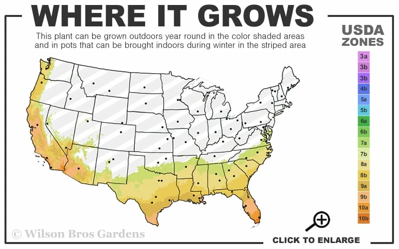 Arbequina Olive Tree - 5 Gallon Pot Arbequina Olive Tree - 5 Gallon Pot -Garden Supplies Sales 2024 7b 10b 17