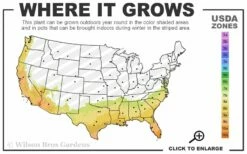 Noble Muscadine Grape Vine (Self Fertile) - 1 Gallon Pot -Garden Supplies Sales 2024 7b 10b 19