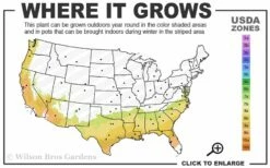 Center Stage Red Black Leaf Crape Myrtle - 3 Gallon Pot -Garden Supplies Sales 2024 7b 9b 2