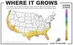 Biloxi Southern Highbush Blueberry - 1 Gallon Pot -Garden Supplies Sales 2024 8a 11 22