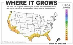 Summit Muscadine - 1 Gallon Pot -Garden Supplies Sales 2024 8b 11