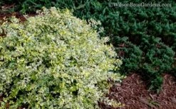 Lemon Lime Dwarf Abelia - 3 Gallon Pot -Garden Supplies Sales 2024 Abelia Lemon Lime 52