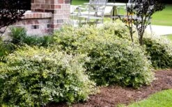 Lemon Lime Dwarf Abelia - 3 Gallon Pot -Garden Supplies Sales 2024 Abelia Lemon Lime In Landscape