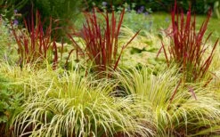 Golden Sweet Flag - Acorus Gramineus 'Ogon' - 8 Pack Of 1 Gallon Pots -Garden Supplies Sales 2024 Acorus Ogon 103 1