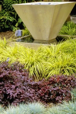 Golden Sweet Flag - Acorus Gramineus 'Ogon' - 10 Pack Of Quart Pots -Garden Supplies Sales 2024 Acorus Ogon 104 4