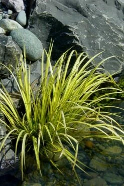 Golden Sweet Flag - Acorus Gramineus 'Ogon' - 3 Pack Of Quart Pots -Garden Supplies Sales 2024 Acorus Ogon 105 3