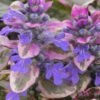 Burgundy Glow Ajuga - Bugleweed - 5-Pack Of 4" Pint Pots -Garden Supplies Sales 2024 Ajuga Burgundy Glow 100
