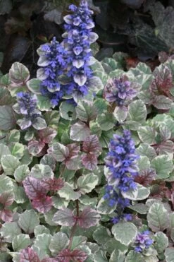 Burgundy Glow Ajuga - Bugleweed - 5-Pack Of 4" Pint Pots -Garden Supplies Sales 2024 Ajuga Burgundy Glow 500x750 1