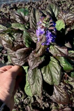 Catlins Giant Ajuga - Bugleweed - 18 Pack Of 3.5" Pots -Garden Supplies Sales 2024 Ajuga Catlins Giant 10 4