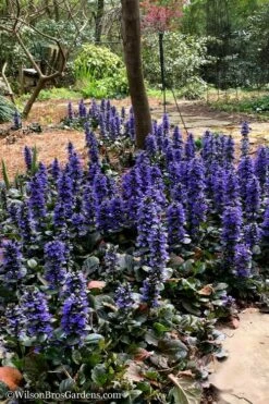 Catlins Giant Ajuga - Bugleweed - 5 Pack Of Pint Pots -Garden Supplies Sales 2024 Ajuga Catlins Giant 20 3