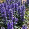 Catlins Giant Ajuga - Bugleweed - 5 Pack Of Quart Pots -Garden Supplies Sales 2024 Ajuga Catlins Giant 21