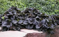 Mahogany Ajuga (Bugleweed) - 5 Pack Of Quart Pots -Garden Supplies Sales 2024 Ajuga Mahogany 2