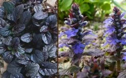 Mahogany Ajuga (Bugleweed) - 5 Pack Of Quart Pots -Garden Supplies Sales 2024 Ajuga Mahogany Combo