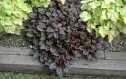 Mahogany Ajuga (Bugleweed) - 5 Pack Of Quart Pots -Garden Supplies Sales 2024 Ajuga Mahogany Landscape