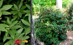 Florida Anise - Illicium Floridanum - 1 Gallon Pot -Garden Supplies Sales 2024 Anise Florida