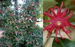 Florida Anise - Illicium Floridanum - 1 Gallon Pot -Garden Supplies Sales 2024 Anise Florida 50