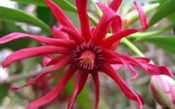 Florida Anise - Illicium Floridanum - 1 Gallon Pot -Garden Supplies Sales 2024 Anise Florida Flower 50