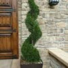 Emerald Green Arborvitae Spiral Topiary - 7 Gallon Pot -Garden Supplies Sales 2024 Arborvitae Emerald Green Spiral 6 1