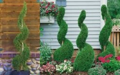 Emerald Green Arborvitae Spiral Topiary - 5 Gallon Pot (6') -Garden Supplies Sales 2024 Arborvitae Emerald Green Spiral 800x500 3