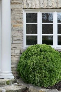 Planet Earth Arborvitae - 3 Gallon Pot -Garden Supplies Sales 2024 Arborvitae Woodwardii Globe 12