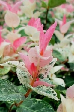 Snow N Summer Asiatic Jasmine - 6 Pack Of 1 Gallon Pots -Garden Supplies Sales 2024 Asian Jasmine Snow N Summer 16