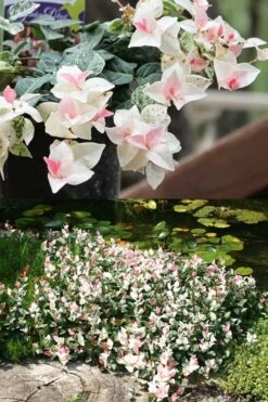 Snow N Summer Asiatic Jasmine - 6 Pack Of 1 Gallon Pots -Garden Supplies Sales 2024 Asian Jasmine Summer N Snow 2