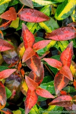 Summer Sunset Asiatic Jasmine - 1 Gallon Pot -Garden Supplies Sales 2024 Asian jasmine Summer Sunset 1 1