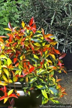 Summer Sunset Asiatic Jasmine - 1 Gallon Pot -Garden Supplies Sales 2024 Asian jasmine Summer Sunset 6 1