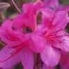 Autumn Amethyst Encore Azalea - 6 Pack Of 1 Gallon Pots -Garden Supplies Sales 2024 Azalea Encore Autumn Amethyst