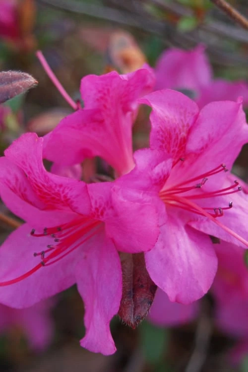 Autumn Amethyst Encore Azalea - 3 Gallon Pot Autumn Amethyst Encore Azalea - 3 Gallon Pot -Garden Supplies Sales 2024 Azalea Encore Autumn Amethyst 2