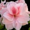 Autumn Belle Encore Azalea - 2 Gallon Pot -Garden Supplies Sales 2024 Azalea Encore Autumn Belle 20 1