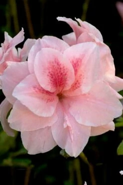 Autumn Belle Encore Azalea - 3 Gallon Pot