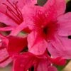 Autumn Cheer Encore Azalea - 6 Pack Of 1 Gallon Pots