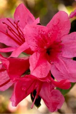 Autumn Cheer Encore Azalea - 3 Gallon Pot