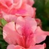 Autumn Coral Encore Azalea - 3 Gallon Pot -Garden Supplies Sales 2024 Azalea Encore Autumn Coral 1