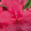 Autumn Jewel Encore Azalea - 3 Gallon Pot