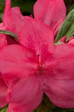 Autumn Jewel Encore Azalea - 3 Gallon Pot