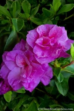 Autumn Majesty Encore Azalea - 1 Gallon Pot -Garden Supplies Sales 2024 Azalea Encore Autumn Majesty 5