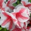 Autumn Starburst Encore Azalea - 3 Gallon Pot -Garden Supplies Sales 2024 Azalea Encore Autumn Starburst