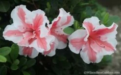 Autumn Starburst Encore Azalea - 3 Gallon Pot -Garden Supplies Sales 2024 Azalea Encore Autumn Starburst 2
