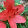 Flame Creeper Dwarf Spreading Azalea - 1 Gallon Pot -Garden Supplies Sales 2024 Azalea Flame Creeper 10 1
