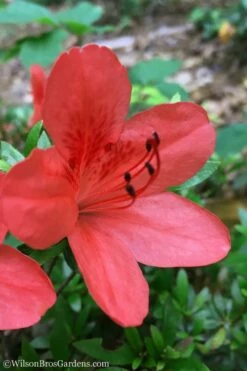 Flame Creeper Dwarf Spreading Azalea - 6 Pack Of 1 Gallon Pots