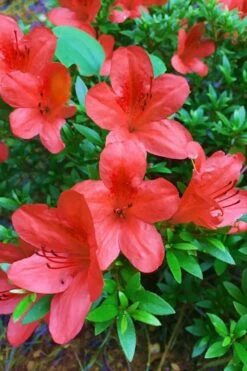 Flame Creeper Dwarf Spreading Azalea - 6 Pack Of 1 Gallon Pots 5 Flame Creeper Dwarf Spreading Azalea - 6 Pack Of 1 Gallon Pots -Garden Supplies Sales 2024 Azalea Flame Creeper 11