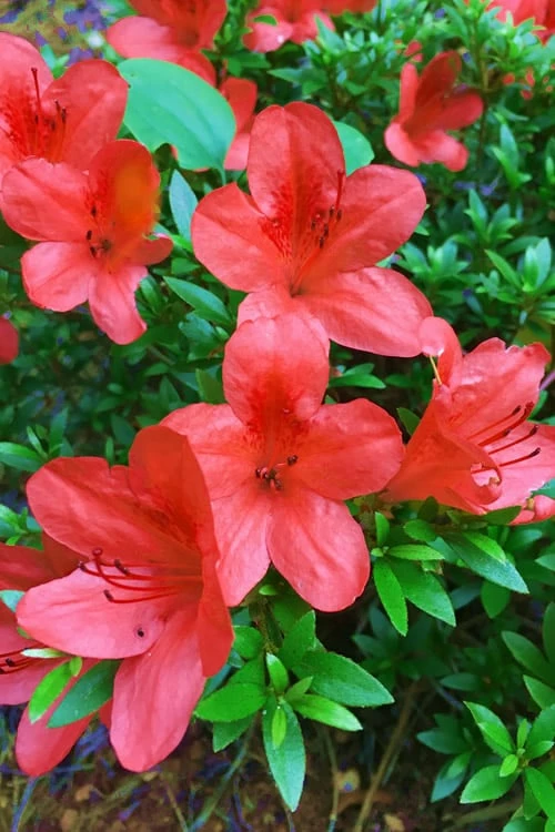 Flame Creeper Dwarf Spreading Azalea - 6 Pack of 1 Gallon Pots Flame Creeper Dwarf Spreading Azalea - 6 Pack Of 1 Gallon Pots -Garden Supplies Sales 2024 Azalea Flame Creeper 11
