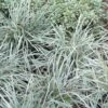 Aztec Grass (Liriope Muscari) - 10 Pack Of Pint Pots -Garden Supplies Sales 2024 Aztec Grass 500x750 1