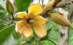 Banana Shrub - 3 Gallon Pot -Garden Supplies Sales 2024 Banana Shrub Flower Closeup 1