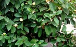 Banana Shrub - 5 Gallon Pot -Garden Supplies Sales 2024 Banana Shrub Foliage