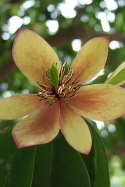Banana Shrub - 1 Gallon Pot