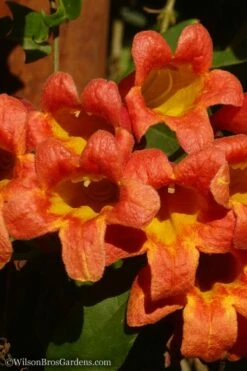 Tangerine Beauty Crossvine Bignonia - 1 Gallon Pot -Garden Supplies Sales 2024 Bignonia Tangerine Beauty 20
